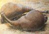 Extinct glyptodonts really were gigantic armadillos, ancient DNA shows