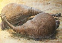 Extinct glyptodonts really were gigantic armadillos, ancient DNA shows