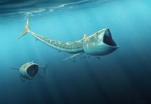 Fossil discovery: Extraordinary ‘big-mouthed’ fish from Cretaceous Period