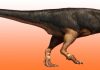 Fossil find reveals just how big carnivorous dinosaur may have grown