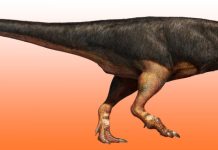 Fossil find reveals just how big carnivorous dinosaur may have grown