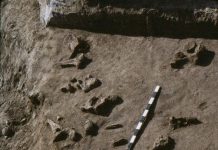 Fossil record disappears at different rates