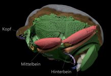 Fossils turn out to be a rich source of information