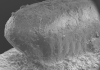 Japanese earthenware time capsules contain 4,300-year-old cockroach egg case impressions