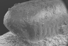 Japanese earthenware time capsules contain 4,300-year-old cockroach egg case impressions