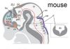 Jawless fish brains more similar to ours than previously thought