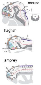 Jawless fish brains more-GeologyPage