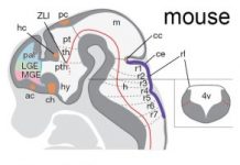 Jawless fish brains more similar to ours than previously thought