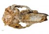 New species couldn’t hop, but outlived its fanged kangaroo contemporaries