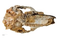 New species couldn’t hop, but outlived its fanged kangaroo contemporaries