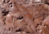 Oldest footprints in Catalonia