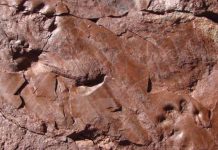 Oldest footprints in Catalonia