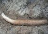 Pakistan scientists ‘find 1.1 million year-old stegodon tusk’