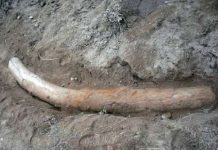 Pakistan scientists ‘find 1.1 million year-old stegodon tusk’