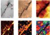 Portion of ancient Australian chert microstructures definitively pseudo-fossils