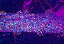 Research may explain mysterious deep earthquakes in subduction zones