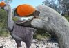 Researcher discovers ancestor of biggest bird ever