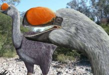 Researcher discovers ancestor of biggest bird ever