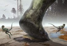 Sauropod swimmers or walkers?