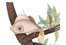 Scientists Discover Butterfly-like Fossil Insect in the Deep Mesozoic