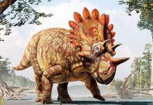 Scientists discover major Jurassic fossil site in Argentina