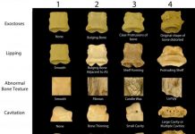 Significant changes in rhino bone health over 50 million years