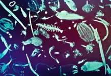 Some tiny plankton may have big effect on ocean’s carbon storage