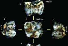 South Africa’s Sterkfontein Caves produce two new hominin fossils