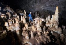 The Nullarbor Plain’s ancient forests revealed