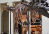 The evolution of tyrannosaurs