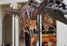 The evolution of tyrannosaurs