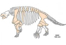 The ‘ugliest fossil reptiles’ who roamed China