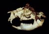 Tiny kangaroos that couldn’t hop outlived their fanged cousins