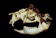 Tiny kangaroos that couldn’t hop outlived their fanged cousins