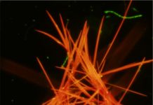 Tiny red crystals dramatically increase biogas production