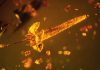 Trapped in Amber: Rutgers Botanist Names New Flower Species