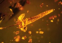 Trapped in Amber: Rutgers Botanist Names New Flower Species