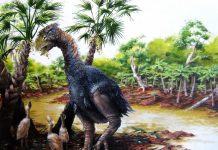 Study confirms giant flightless bird wandered the Arctic 50 million years ago