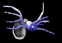 305 million-year-old ‘early spider’ fossil discovered