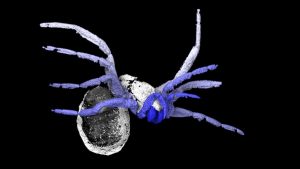 305 million-year-old ‘early spider-GeologyPage