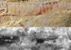 520-million-year-old fossilized nervous system is most detailed example yet found