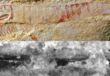 520-million-year-old fossilized nervous system is most detailed example yet found