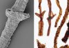 ‘A load of old rot’: Fossil of oldest known land-dweller identified