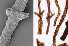 ‘A load of old rot’: Fossil of oldest known land-dweller identified