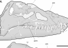 A new look at old bones reveals patterns of neck elongation in elasmosaurids