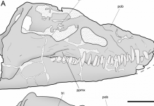 A new look at old bones reveals patterns of neck elongation in elasmosaurids