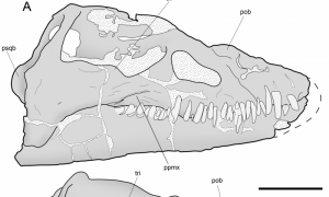 A new look at old bones reveals-GeologyPage