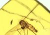 An ancient killer: Ancestral malarial organisms traced to age of dinosaurs