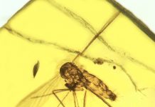 An ancient killer: Ancestral malarial organisms traced to age of dinosaurs