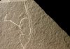 Ancient seaweed fossils some of the oldest of multicellular life